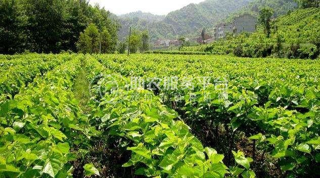 大理桑树种植基地供应3万株图3