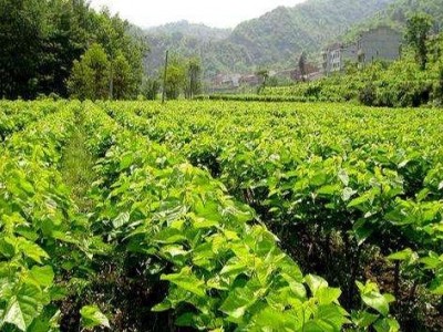 大理桑树种植基地供应3万株图3