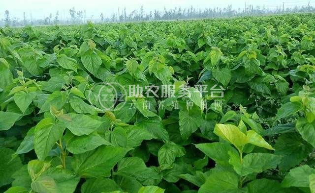 大理桑树种植基地供应3万株图4