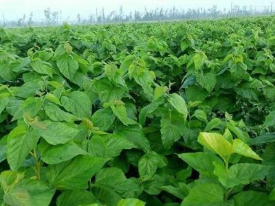 大理桑树种植基地供应3万株图4
