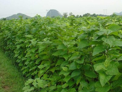 大理桑树种植基地供应3万株图5