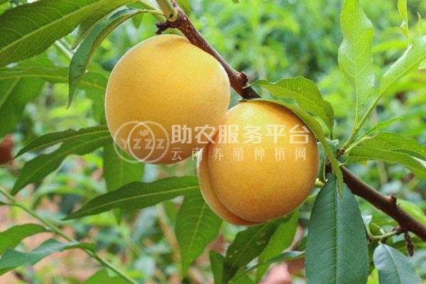 丽江黄桃种植基地供应量 5吨图4