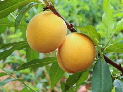 丽江黄桃种植基地供应量 5吨图4
