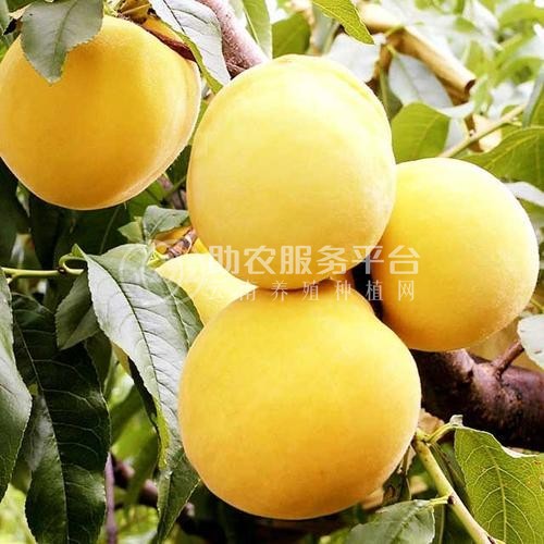 丽江黄桃种植基地供应量 5吨图3