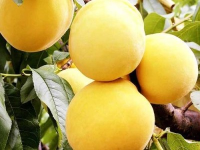 丽江黄桃种植基地供应量 5吨图3