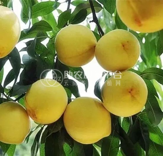 丽江黄桃种植基地供应量 5吨图2