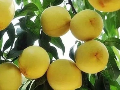 丽江黄桃种植基地供应量 5吨图2