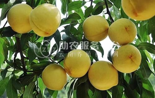 丽江黄桃种植基地供应量 5吨图1