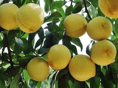 丽江黄桃种植基地供应量 5吨