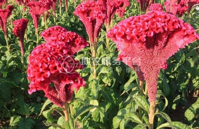 大理鸡冠花种植基地供应6万株图1