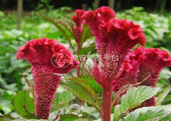 大理鸡冠花种植基地供应6万株图2