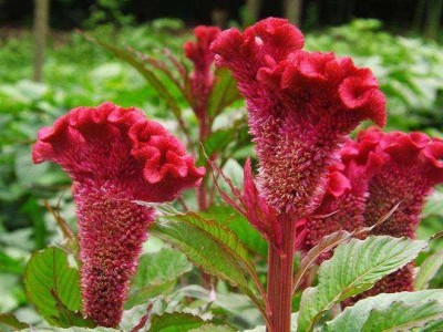 大理鸡冠花种植基地供应6万株图2