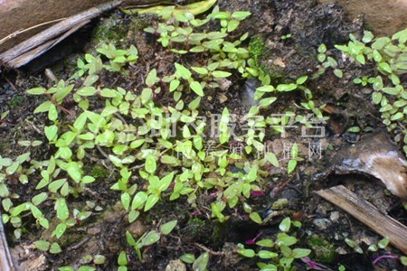 大理鸡冠花种植基地供应6万株图3