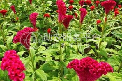 大理鸡冠花种植基地供应6万株图4