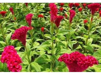 大理鸡冠花种植基地供应6万株图4