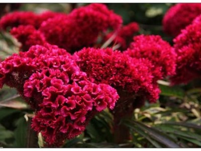 大理鸡冠花种植基地供应6万株图5