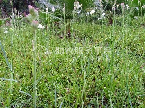 大理晚香玉种植基地供应2万株图2