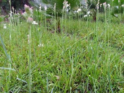 大理晚香玉种植基地供应2万株图2