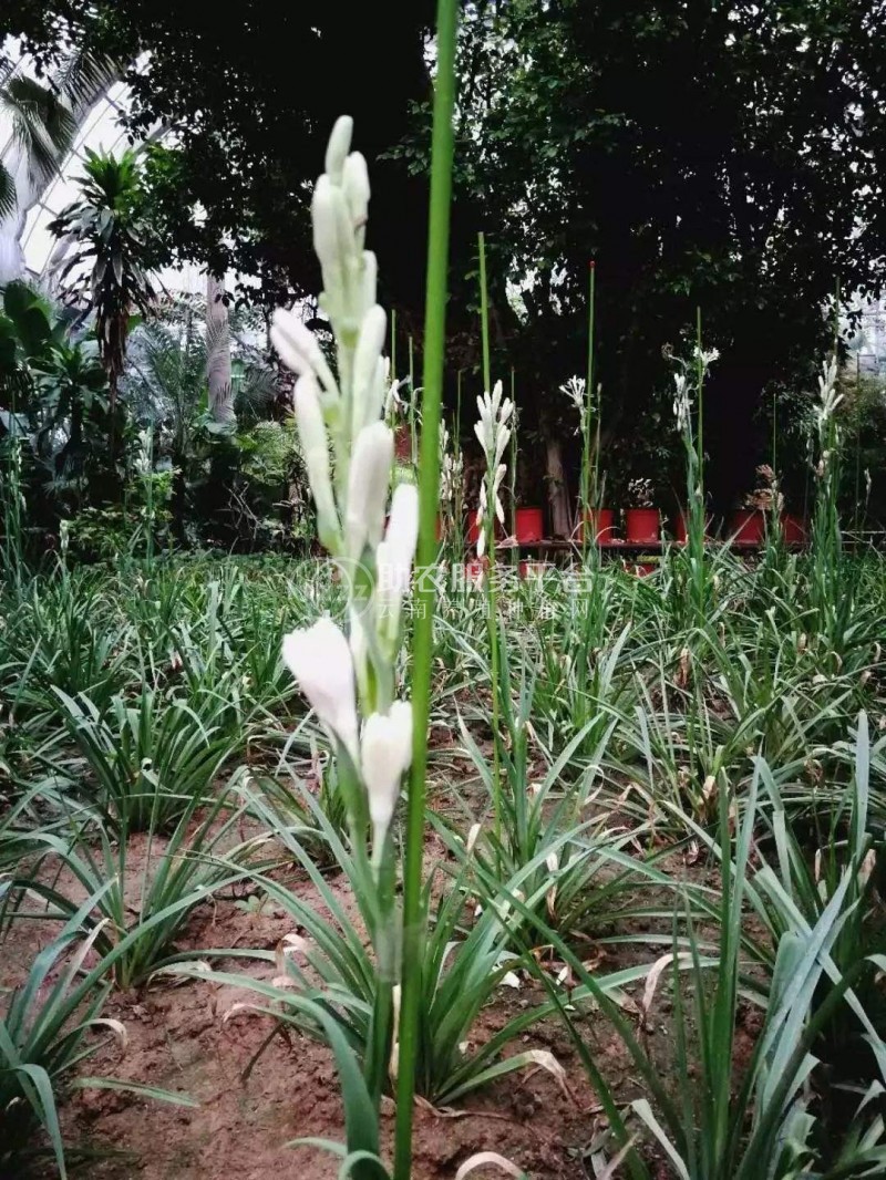 大理晚香玉种植基地供应2万株图3