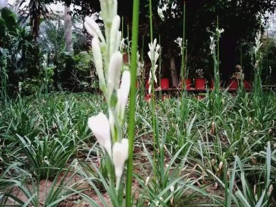 大理晚香玉种植基地供应2万株图3
