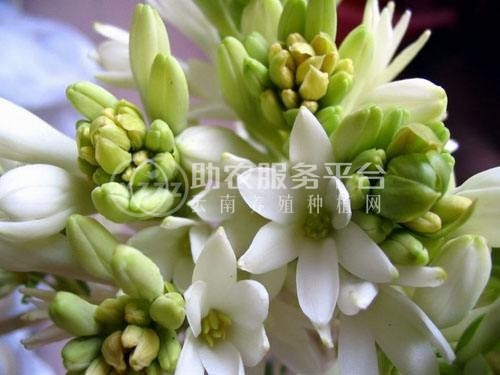 大理晚香玉种植基地供应2万株图4