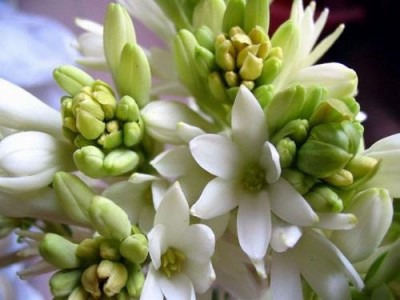 大理晚香玉种植基地供应2万株图4