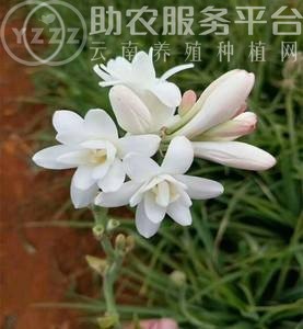 大理晚香玉种植基地供应2万株图5