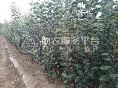云南昭通苹果苗种植基地  供应量 4000株图1