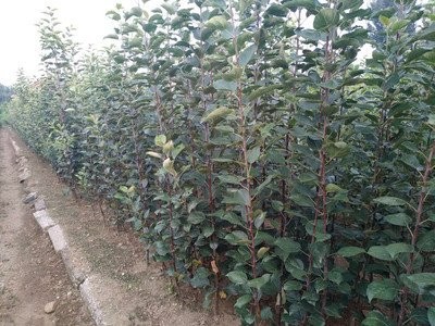 云南昭通苹果苗种植基地  供应量 4000株