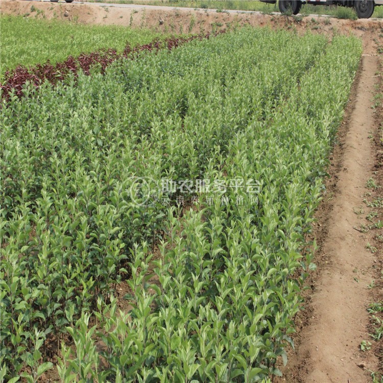 云南昭通苹果苗种植基地  供应量 4000株图5