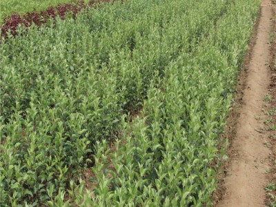 云南昭通苹果苗种植基地  供应量 4000株图5