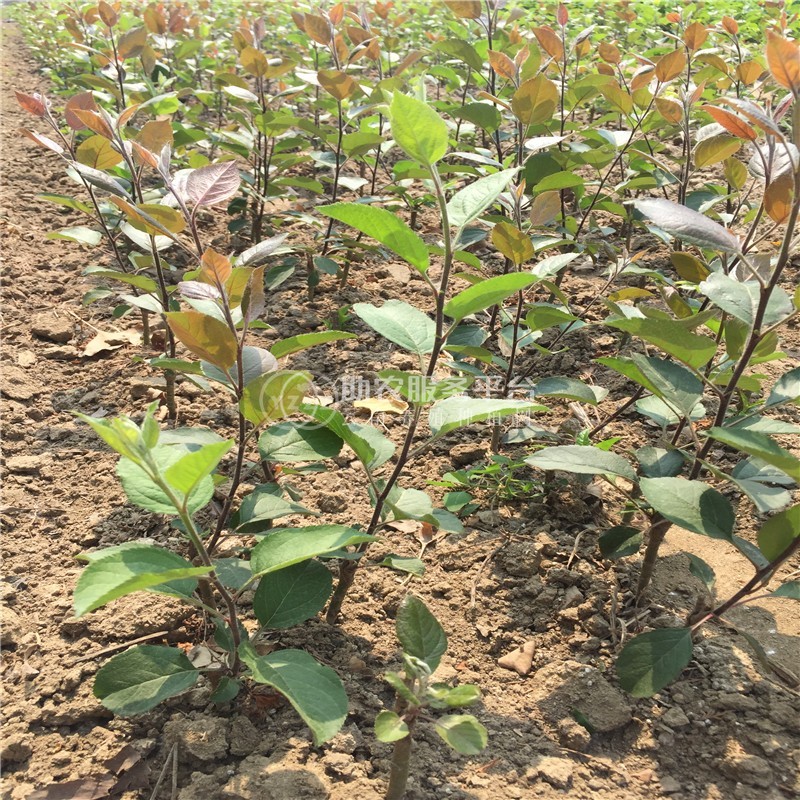 云南昭通苹果苗种植基地  供应量 4000株图3
