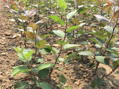 云南昭通苹果苗种植基地  供应量 4000株图3