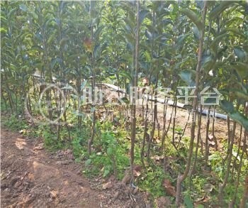 云南昭通苹果苗种植基地  供应量 4000株图2