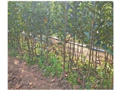 云南昭通苹果苗种植基地  供应量 4000株图2