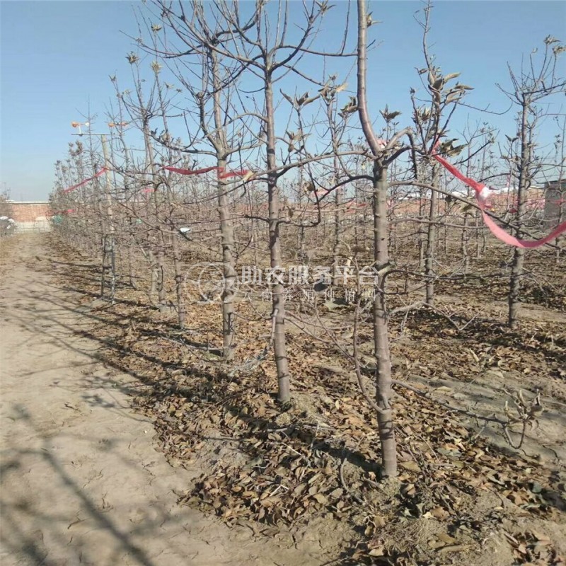 云南昭通苹果苗种植基地  供应量 4000株图4