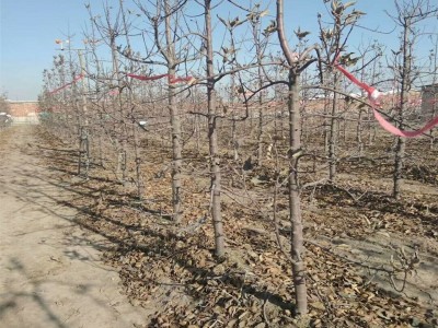 云南昭通苹果苗种植基地  供应量 4000株图4