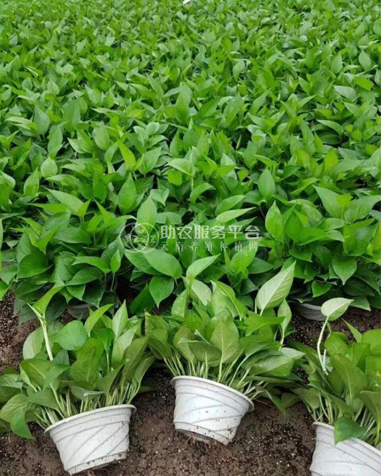 吊兰绿萝种植基地供应3万株图1