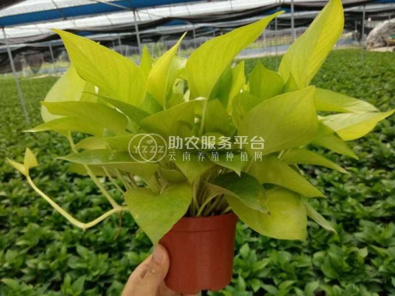 吊兰绿萝种植基地供应3万株图2