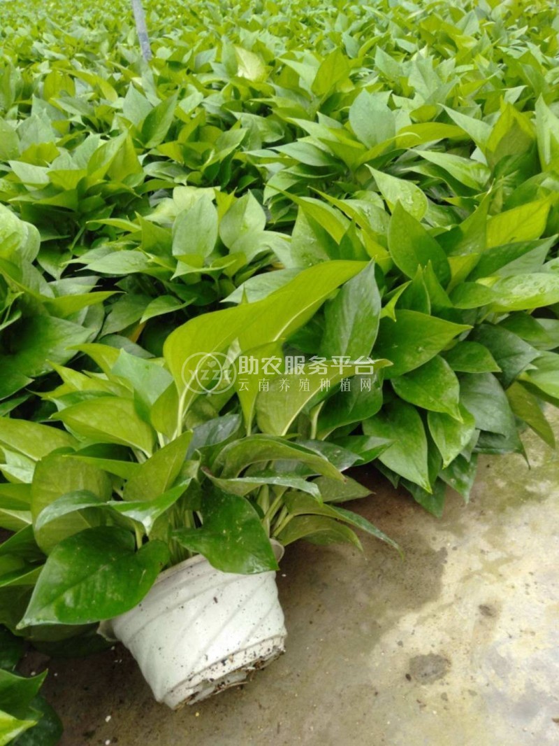 吊兰绿萝种植基地供应3万株图3