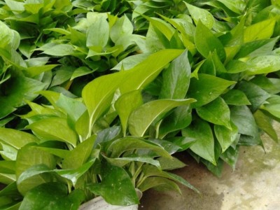 吊兰绿萝种植基地供应3万株图3