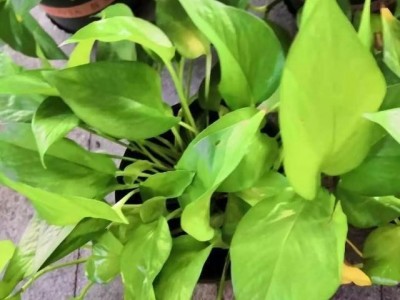 吊兰绿萝种植基地供应3万株图4