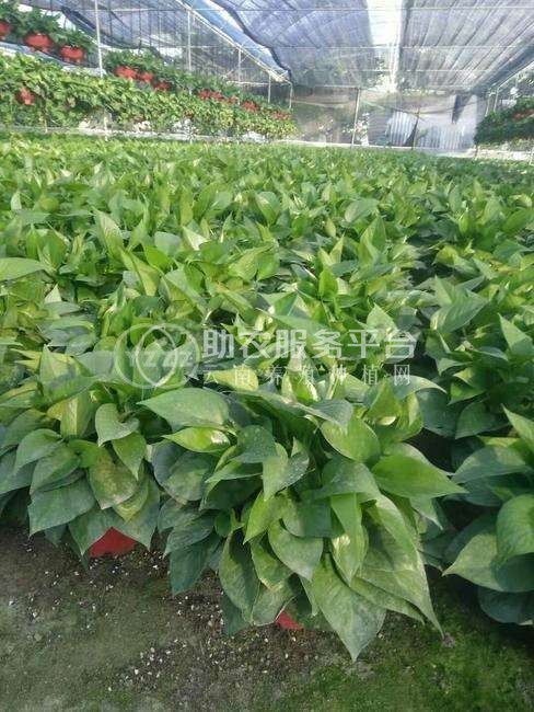 吊兰绿萝种植基地供应3万株图5