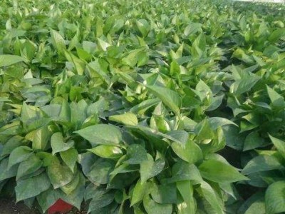 吊兰绿萝种植基地供应3万株图5