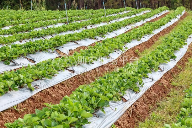 云南玉溪市江川区成贵蔬菜种植基地  供应量 70吨图3