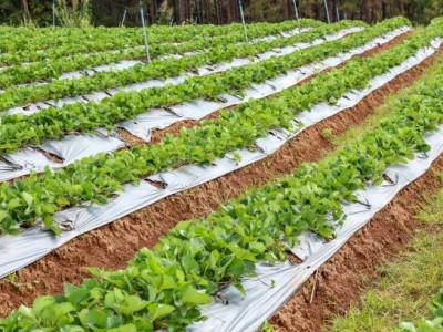 云南玉溪市江川区成贵蔬菜种植基地  供应量 70吨图3