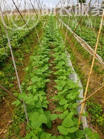 云南玉溪市江川区成贵蔬菜种植基地  供应量 70吨图1