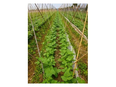 云南玉溪市江川区成贵蔬菜种植基地  供应量 70吨