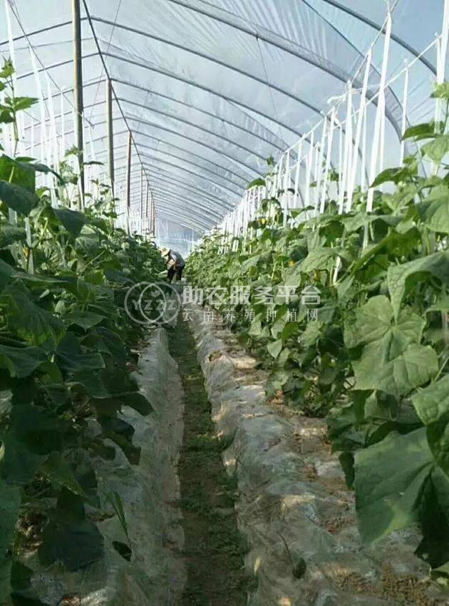 云南玉溪市江川区成贵蔬菜种植基地  供应量 70吨图5