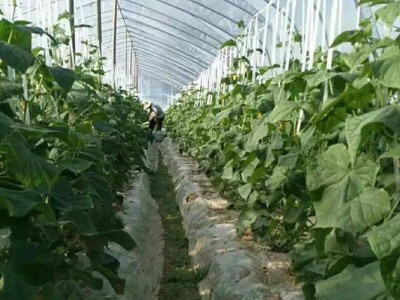 云南玉溪市江川区成贵蔬菜种植基地  供应量 70吨图5